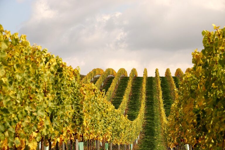 Explorer les secrets du vin barolo : un voyage dans le piémont viticole