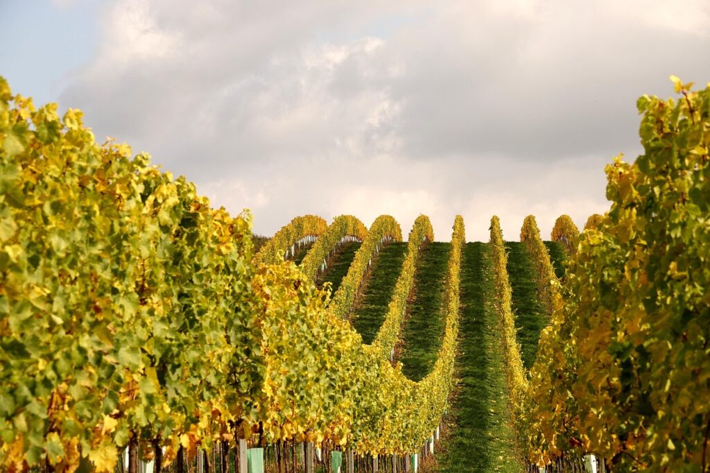 Explorer les secrets du vin barolo : un voyage dans le piémont viticole