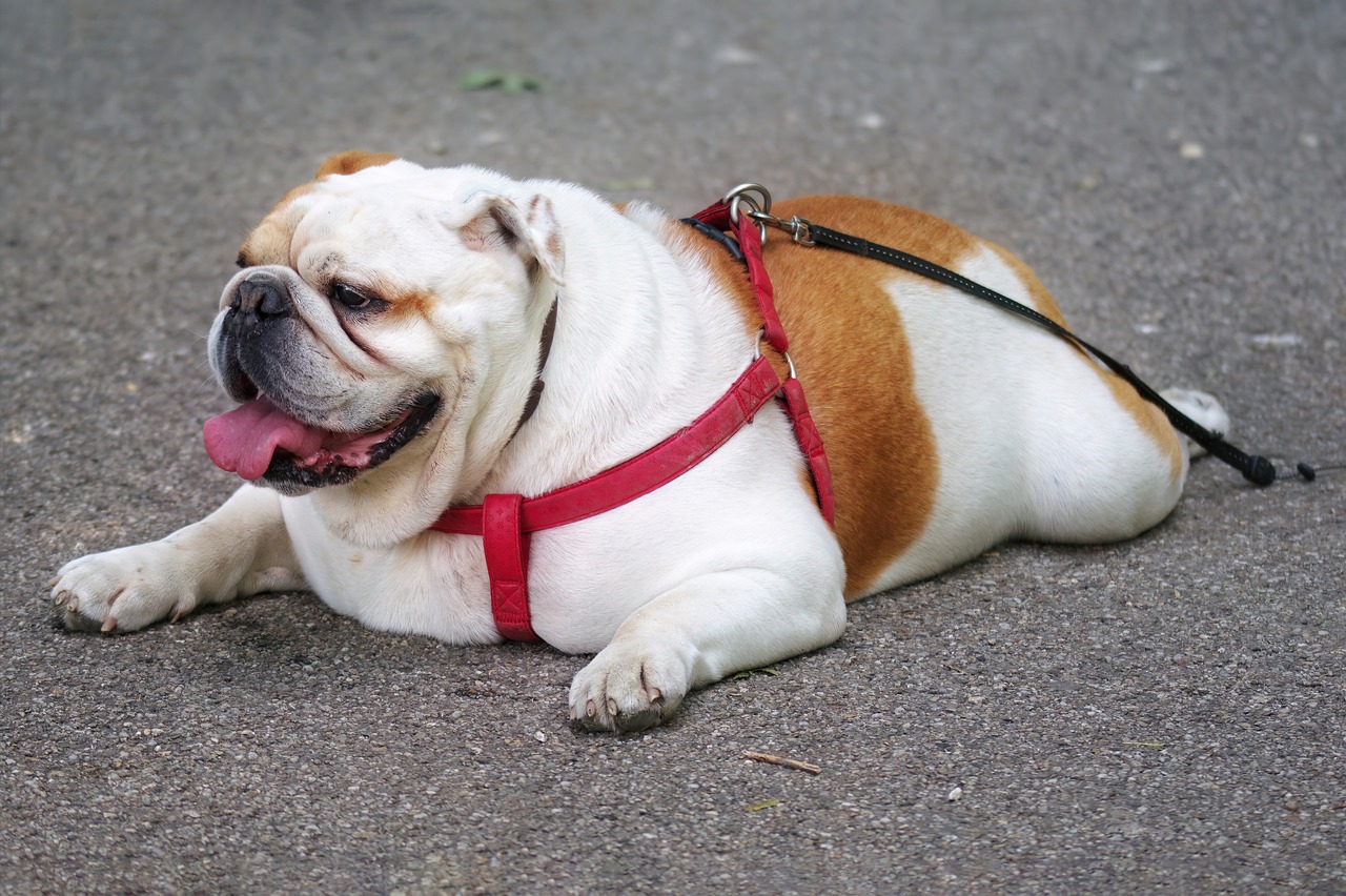Pourquoi les femmes aiment les chiens moches : le phénomène a enfin une explication