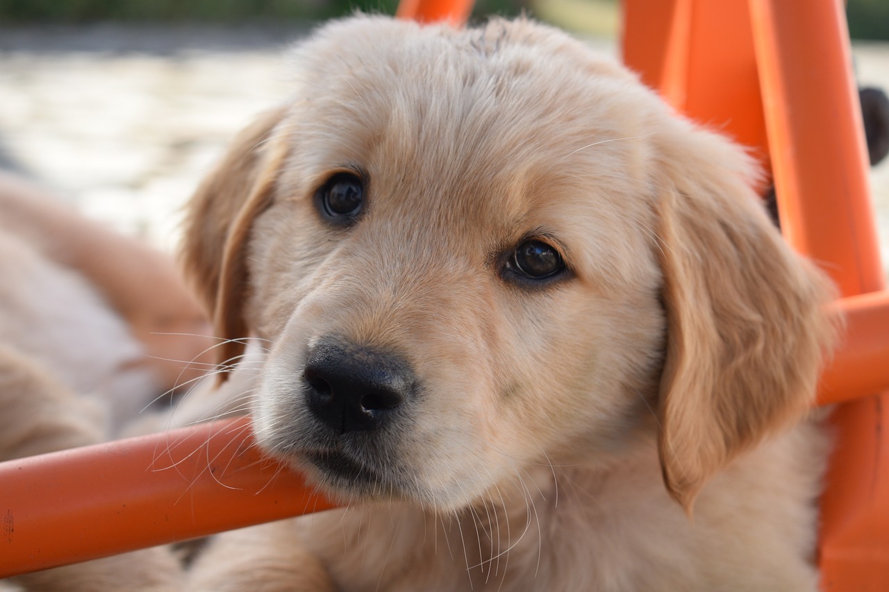 L’importance d’une bonne ration ménagère pour votre chien : guide pour les femmes modernes