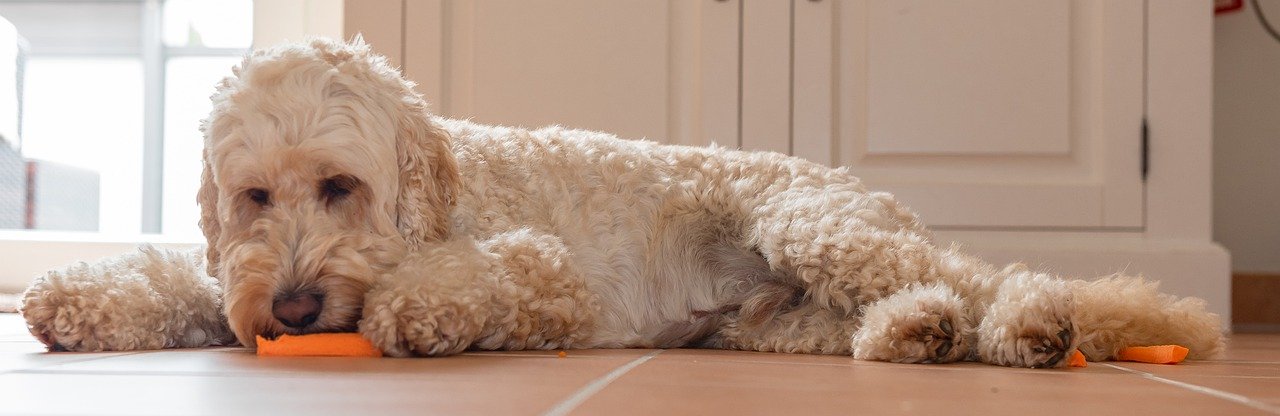 Les chiens peuvent-ils manger du riz ? Les aliments humains autorisés ou pas pour les chiens 