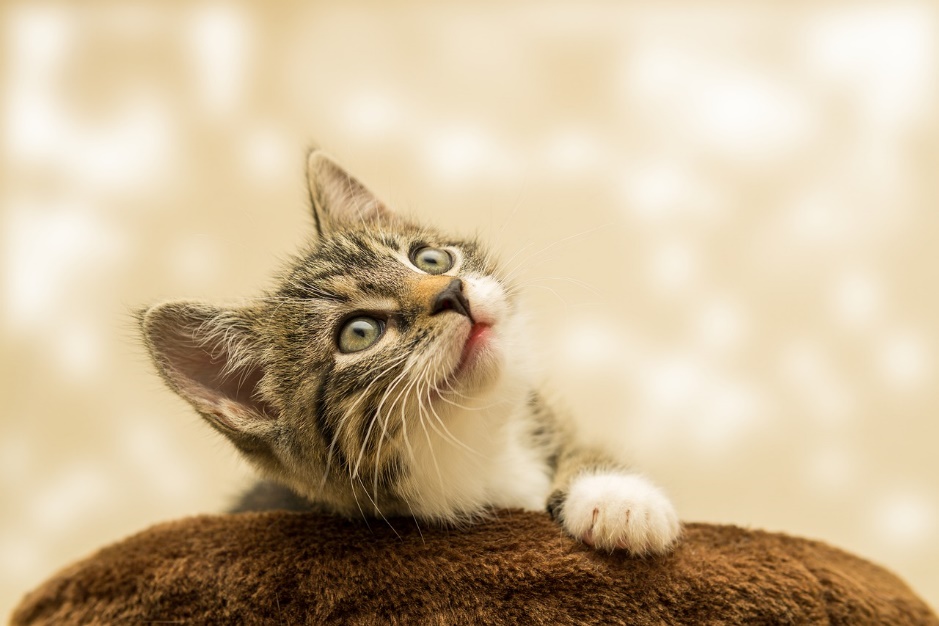 Le chat, animal de compagnie, un vrai allié pour votre santé