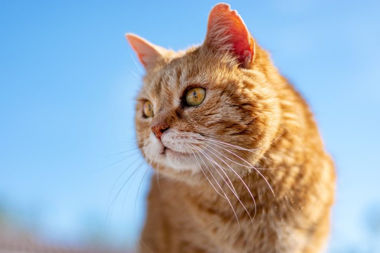 Chat roux : ses incroyables particularités!