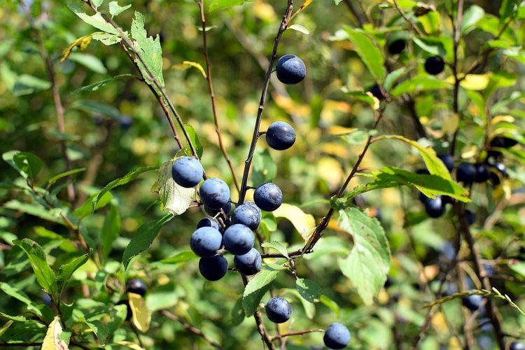 Les herbes adaptogènes