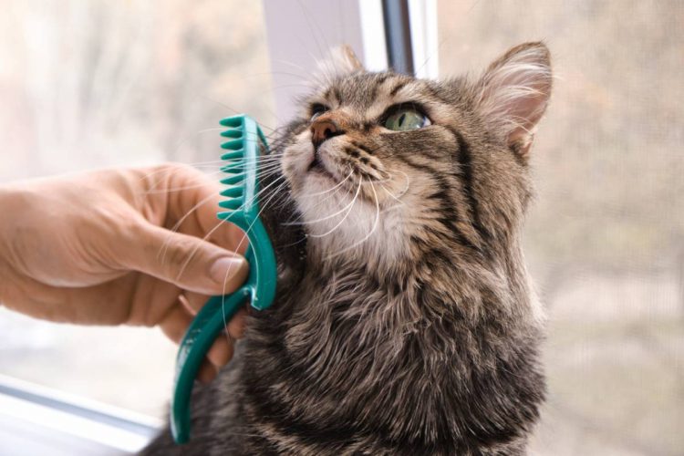Hygiène : 4 conseils pour les propriétaires de chats