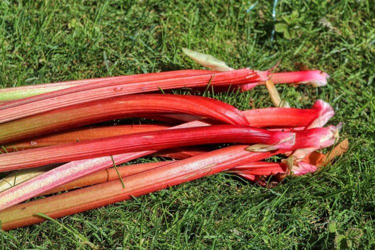 Tout sur la rhubarbe