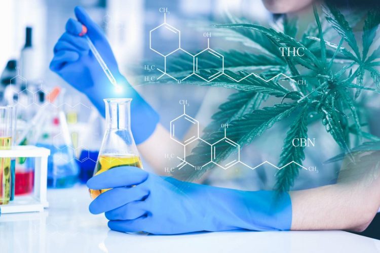 Tout savoir sur l’huile de CBD