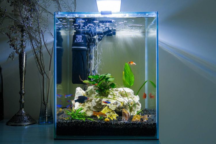Qu’est-ce qu’un nano-aquarium ?