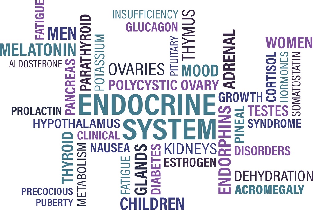 endocrine system
