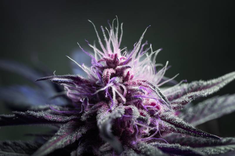 la blue dream cbd