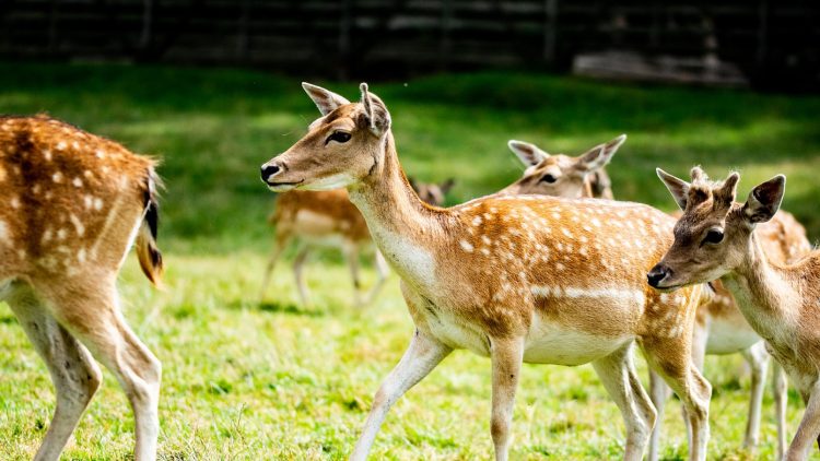 La chasse attire aussi certaines femmes !