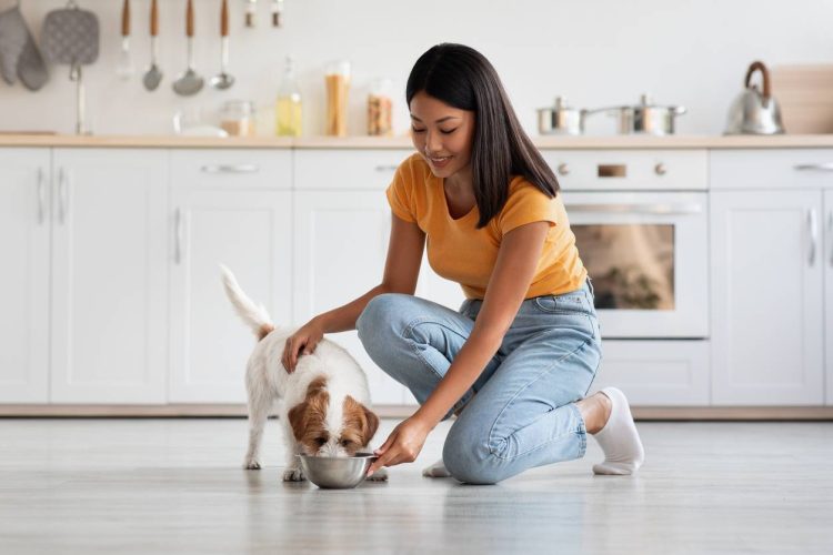 assurance santé chien, mutuelle animaux de compagnie