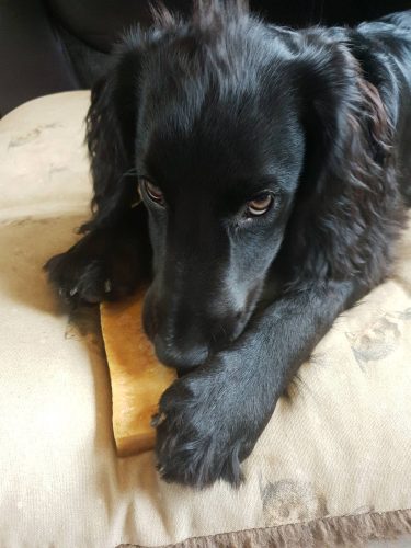 santé chien friandise 