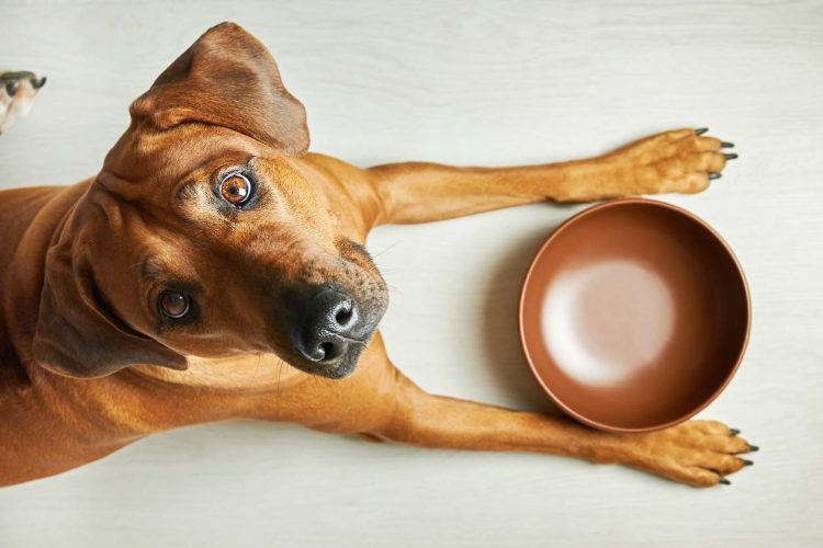 chien friandise santé