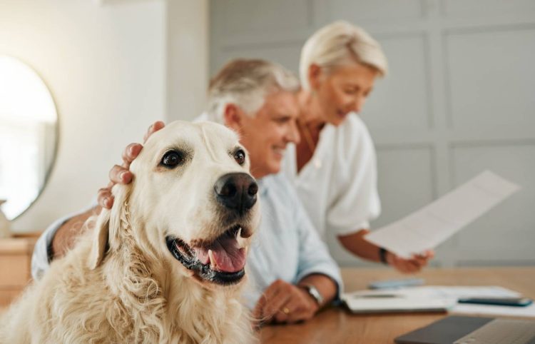 meilleure assurance santé pour animal de compagnie