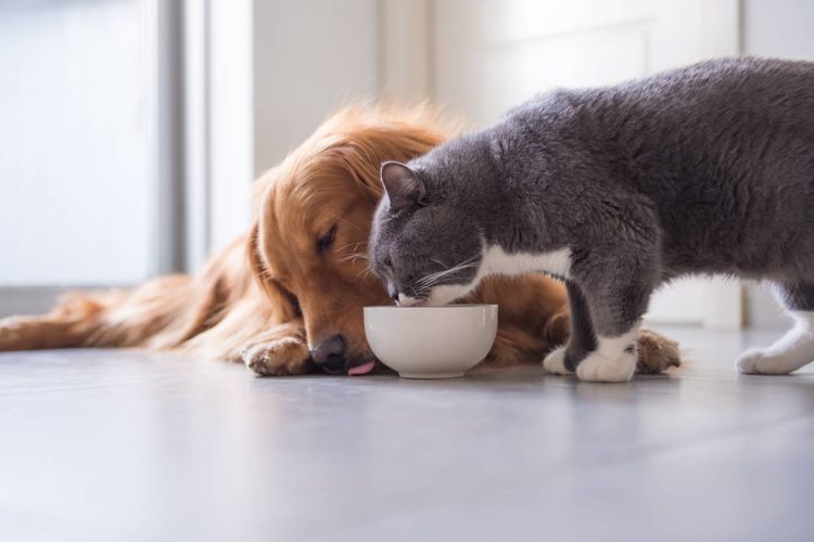 mutuelle santé animaux de compagnie