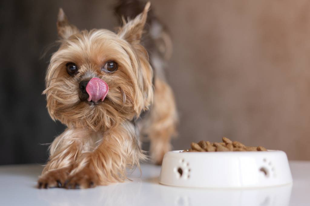 Aliments pour chien, problèmes digestifs chien