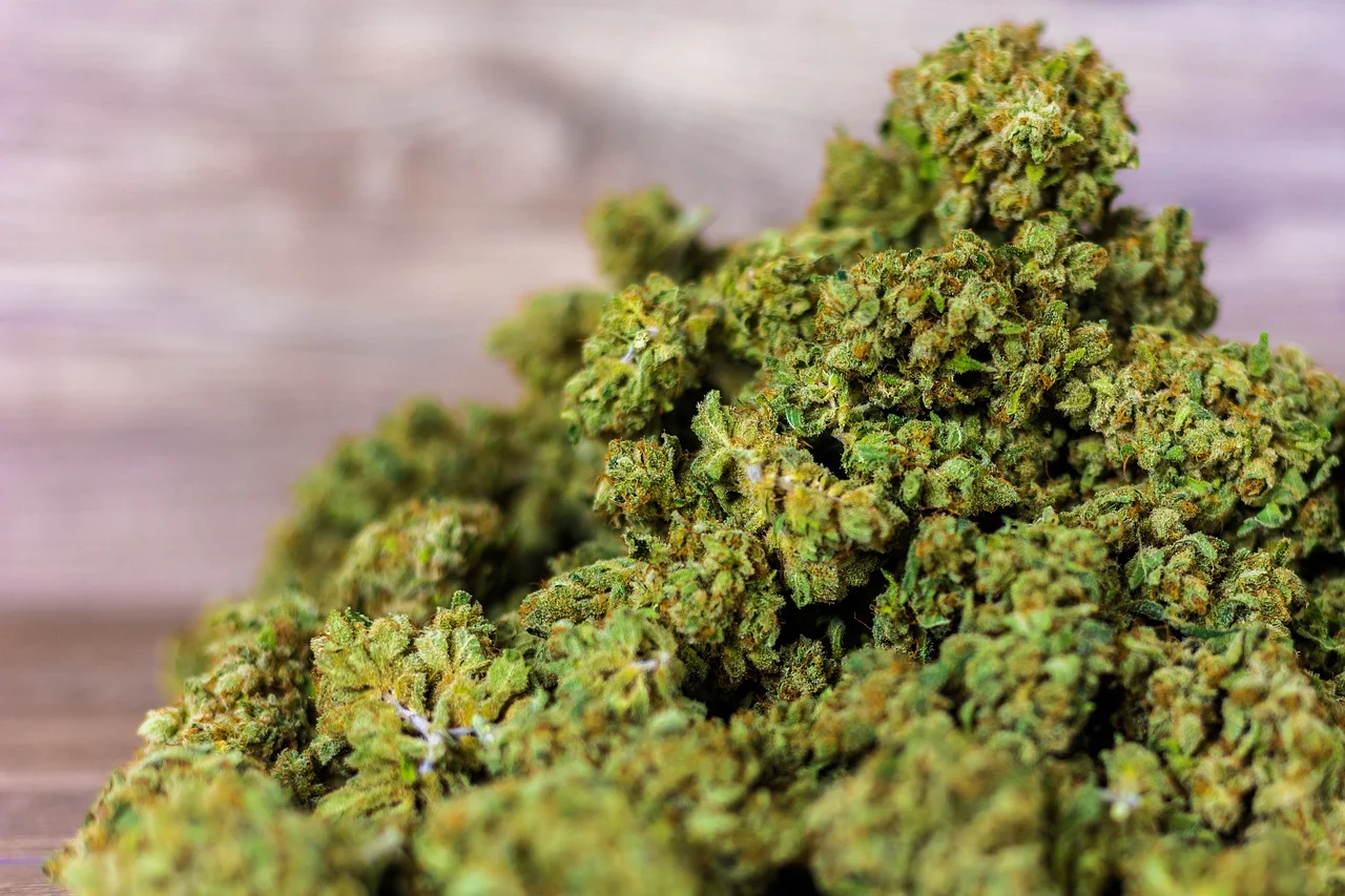 Au cœur de la nature : les fleurs de CBD révèlent leurs secrets
