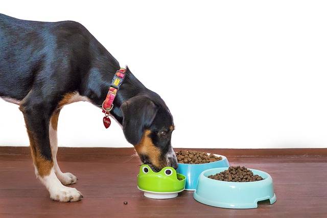 Alimentation du chien