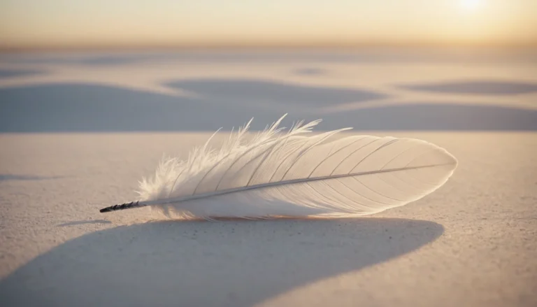 plume blanche signification