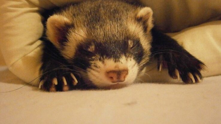 Les_furets_comme_animaux_de_compagnie_:_ce_que_vous_devez_savoir