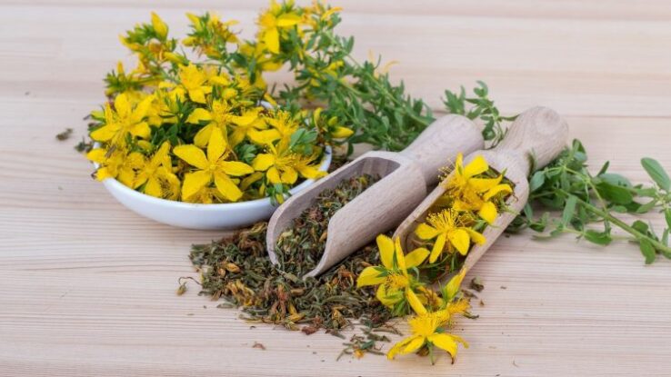 Liste_des_herbes_:_7_herbes_médicinales_et_à_haute_valeur_nutritive_que_vous_devez_connaître